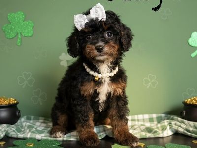 Cutest TOY SIZE Aussiedoodle Puppies!