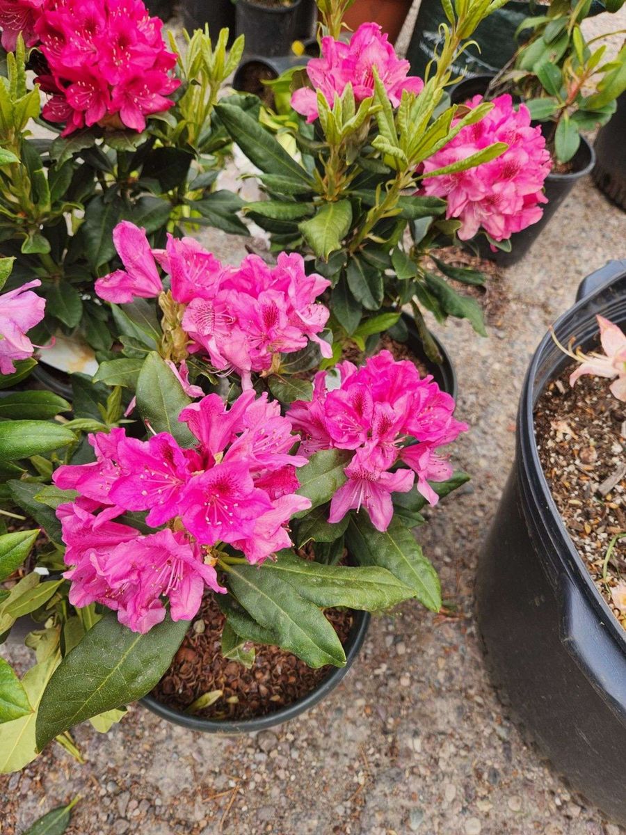Plants - Trees, Shrubs, Flowers - ONLINE AUCTION - 5/21