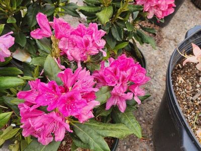 Plants - Trees, Shrubs, Flowers - ONLINE AUCTION - 5/21