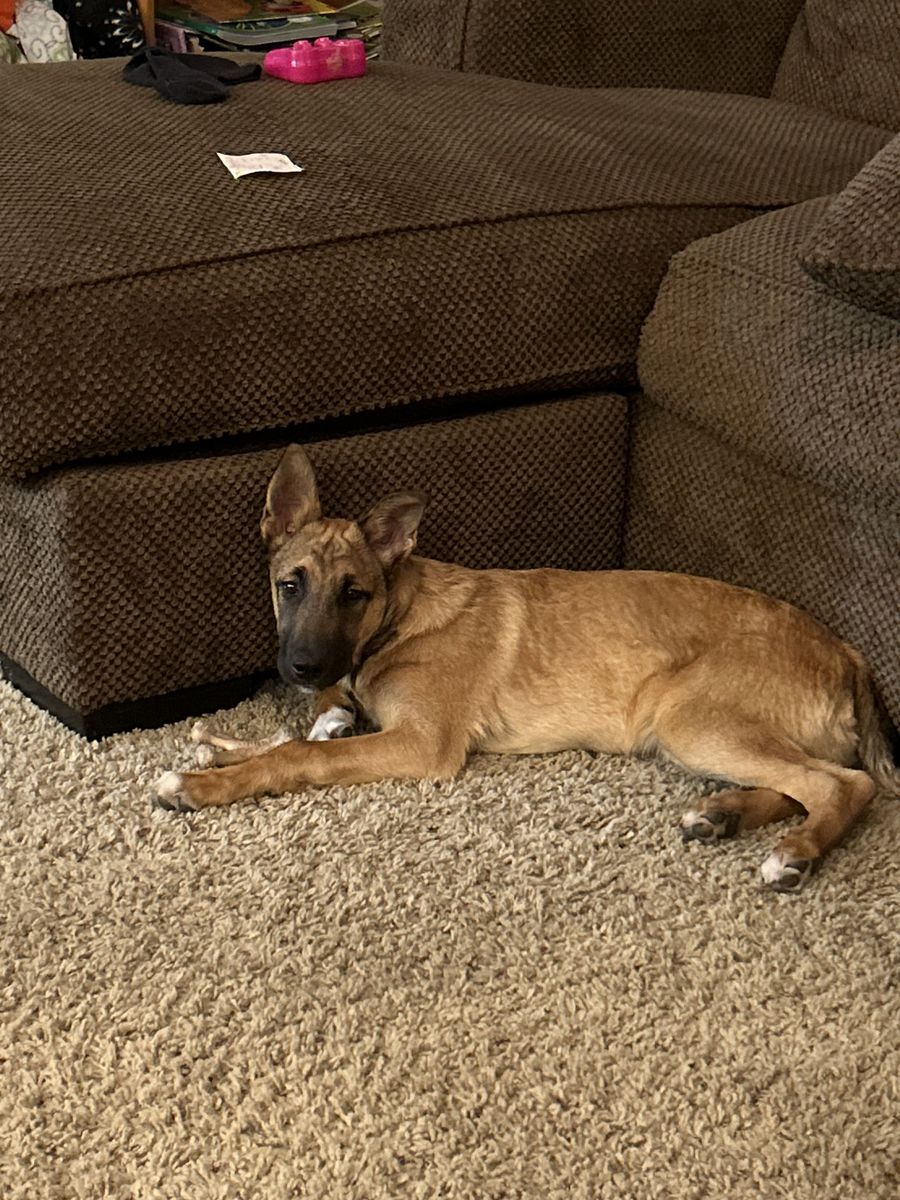 BELGIAN MALINOIS/GERMAN SHEPHERD