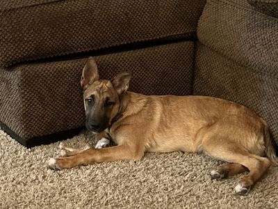 BELGIAN MALINOIS/GERMAN SHEPHERD
