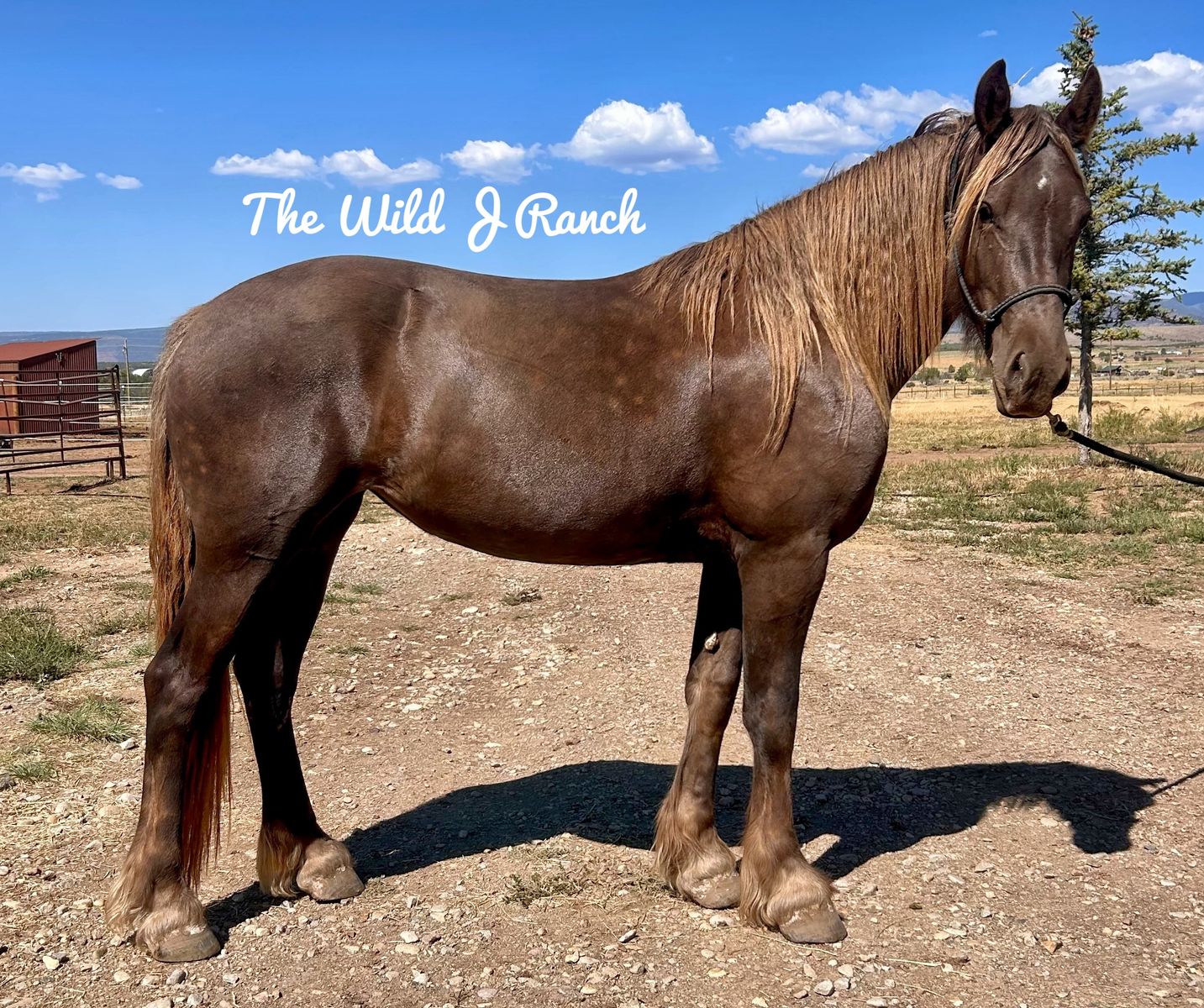 Silver dapple Friesian