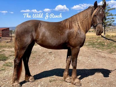 Silver dapple Friesian