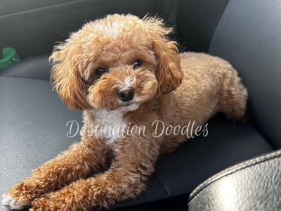 5lb AKC Toy Poodle Stud