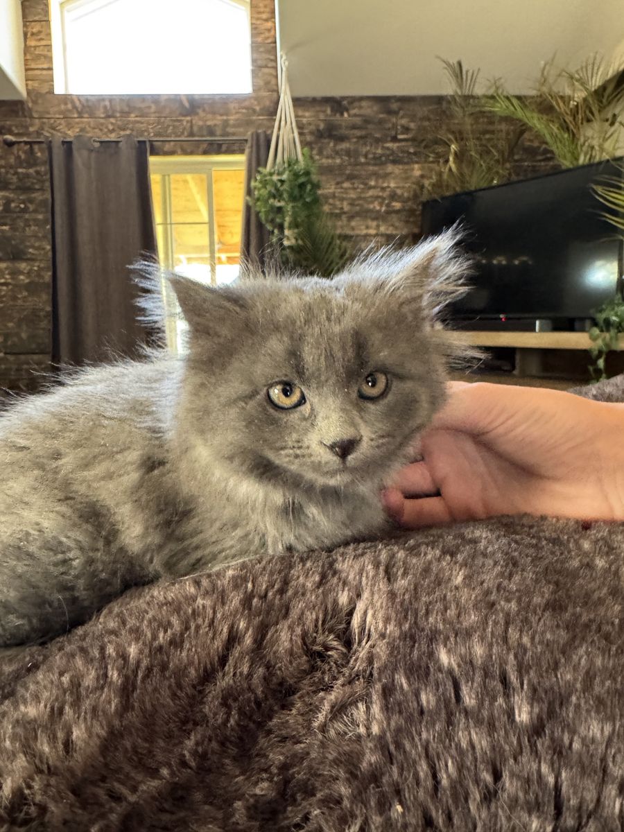 Female kitten