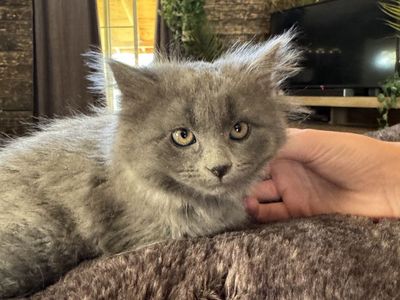 Female kitten