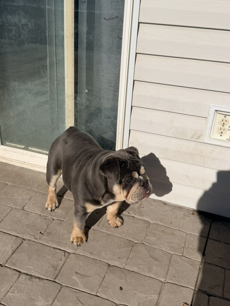 Female English Bulldog for sale And male Stud!