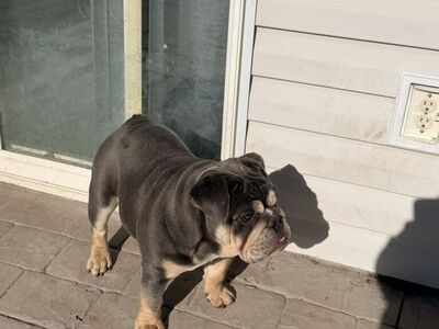 Female English Bulldog for sale And male Stud!