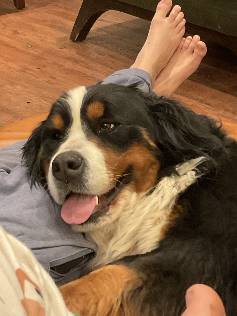 Bernese Mountain Dog - Purebred Puppy for Sale