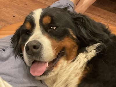 Bernese Mountain Dog - Purebred Puppy for Sale