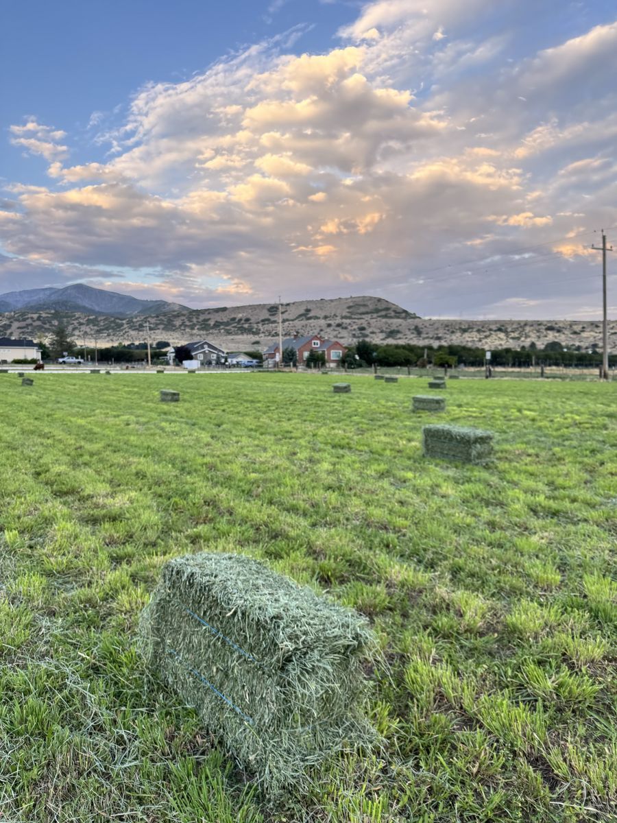 Grass Hay