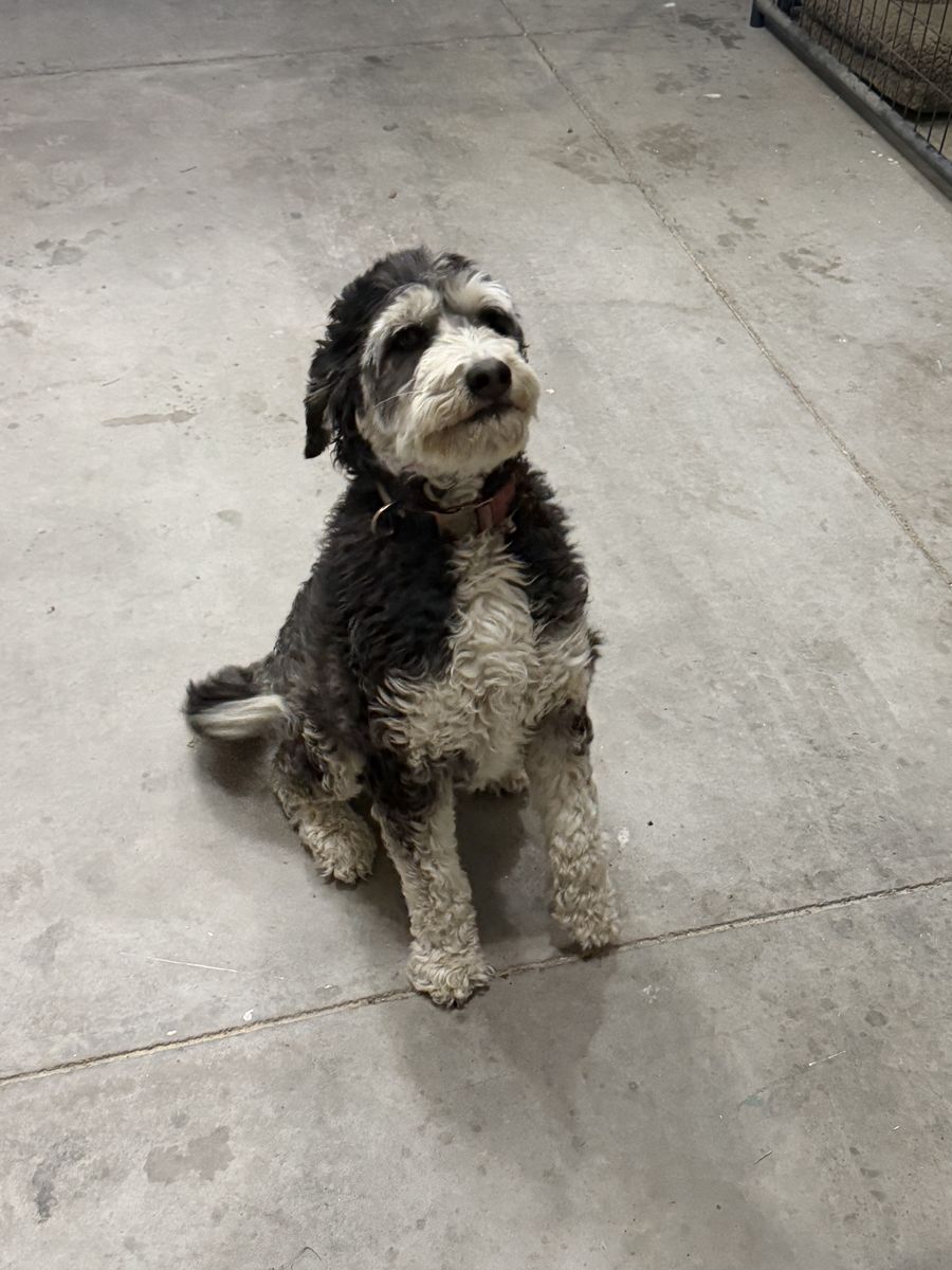 2 Year Old Mini Bernedoodle