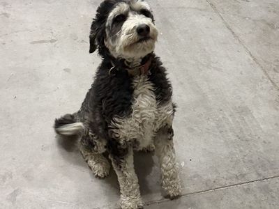 2 Year Old Mini Bernedoodle