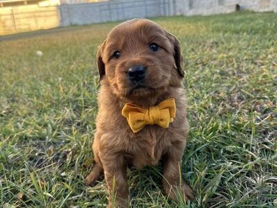 Valentine Mini Golden Retriever