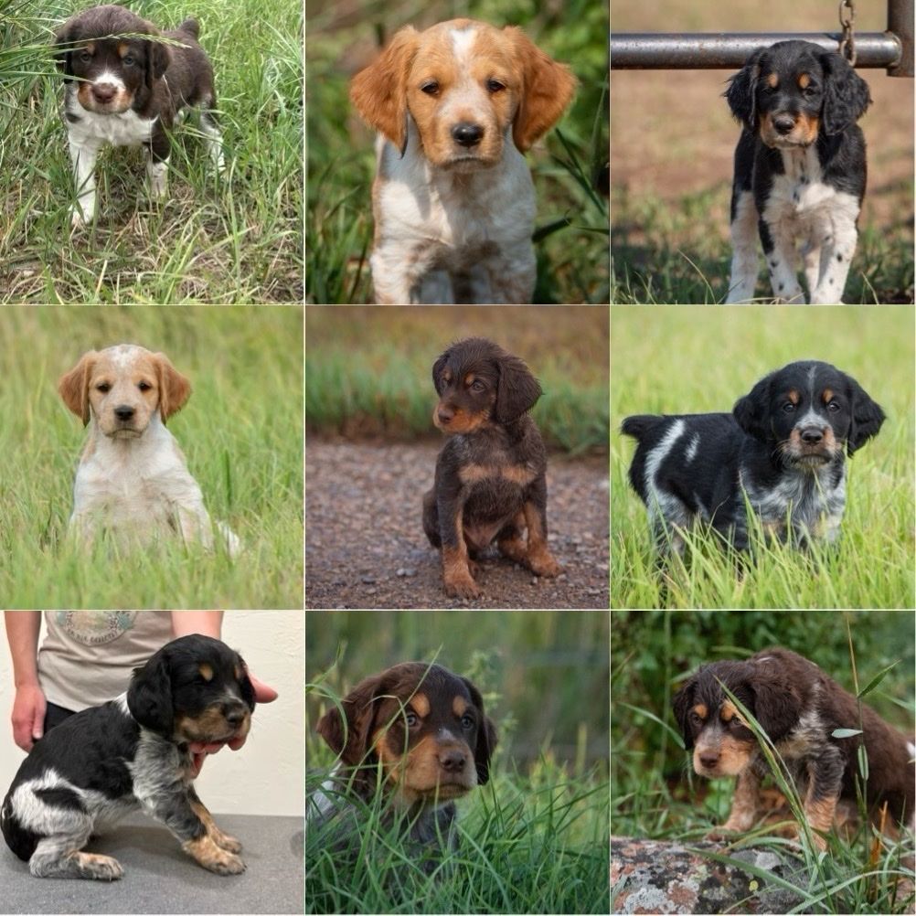 Purebred French Brittany Puppies - Ready Aug 5th