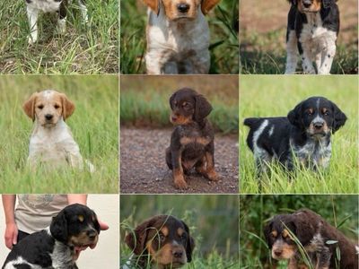 Purebred French Brittany Puppies - Ready Aug 5th