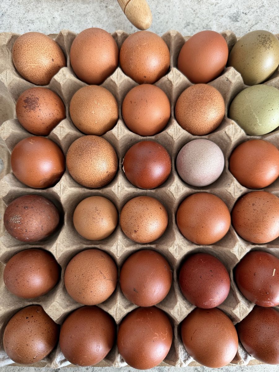 Dozen Black Copper Maran Hatching Eggs