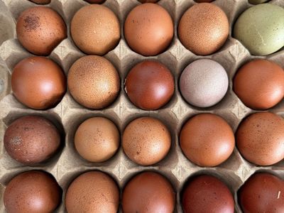 Dozen Black Copper Maran Hatching Eggs