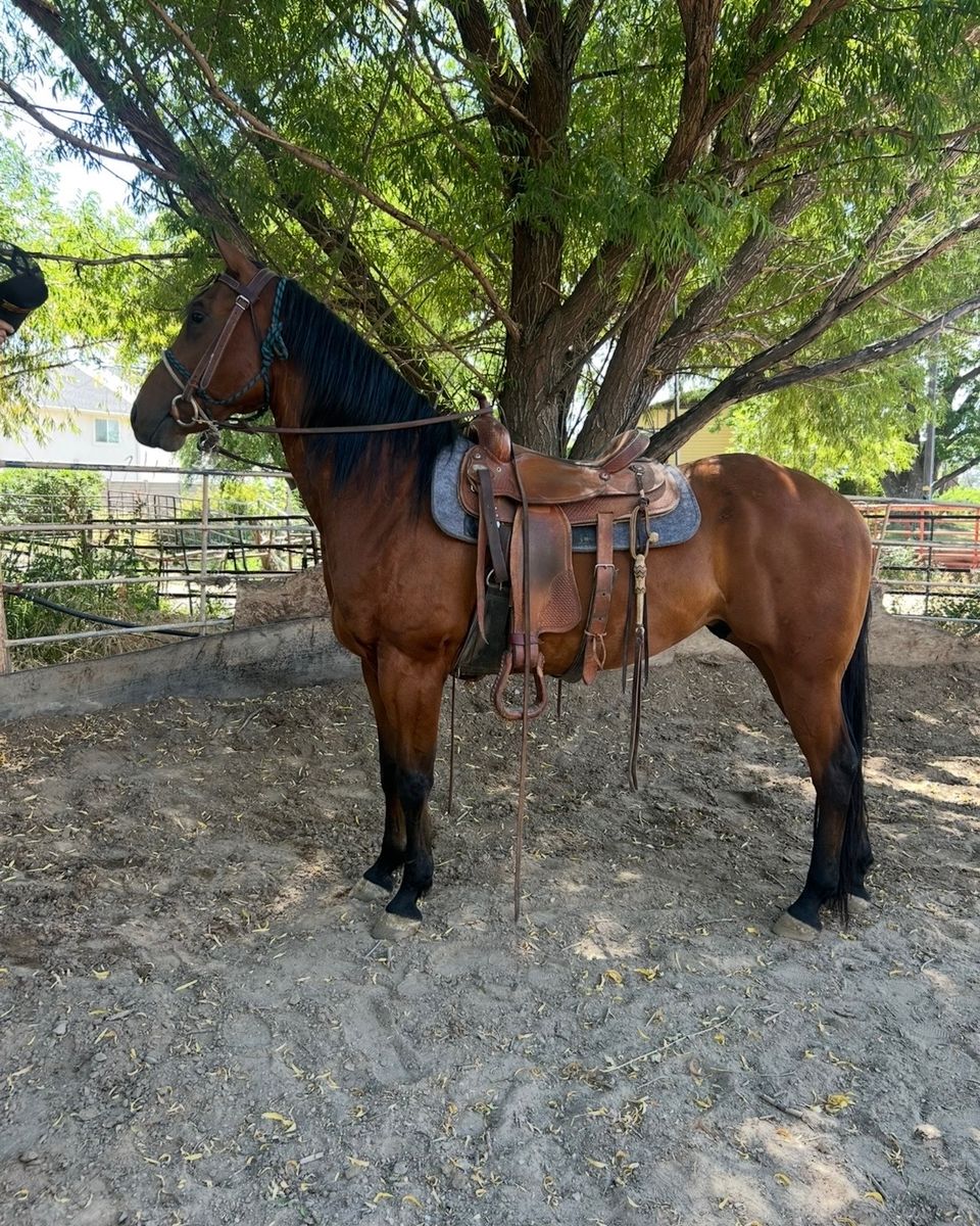 Quarter horse gelding 7yo