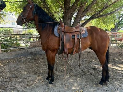 Quarter horse gelding 7yo
