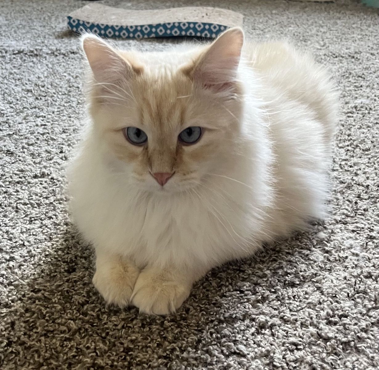 50% Siberian Cats | 1 year old | ALL SUPPLIES INCLUDED!!