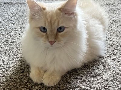 50% Siberian Cats | 1 year old | ALL SUPPLIES INCLUDED!!