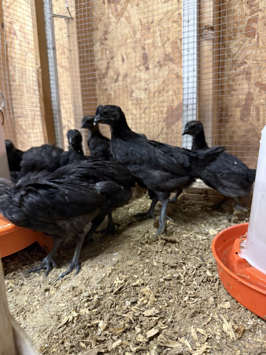 Ayam Cemani Chicks