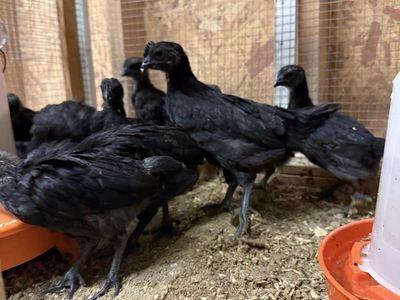 Ayam Cemani Chicks