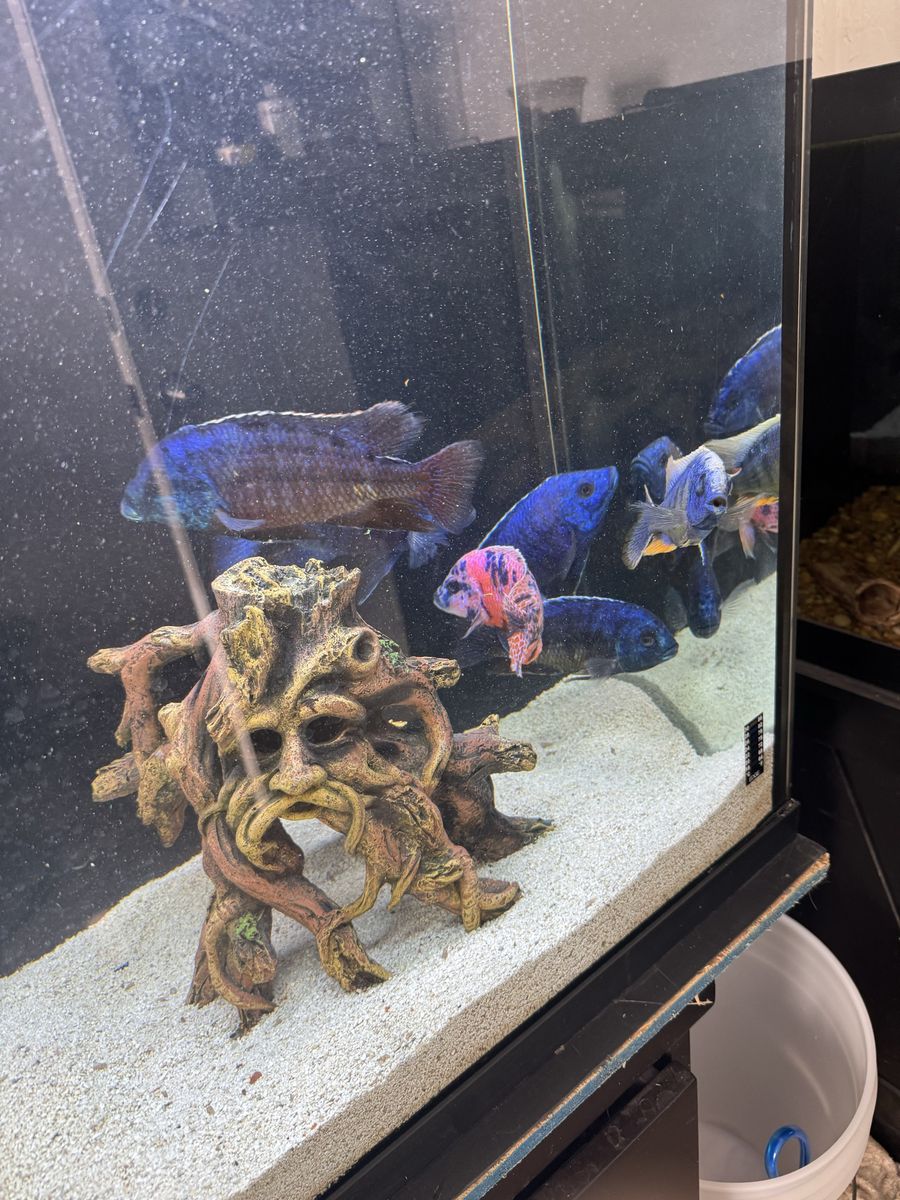 Assorted African Cichlid Fish Group - Blue and Calico Cichlids