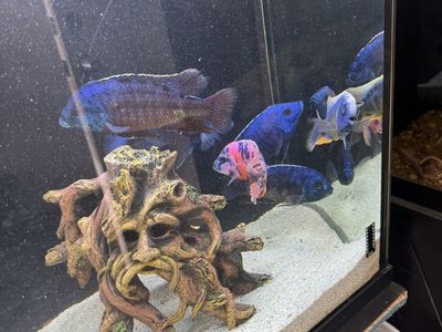 Assorted African Cichlid Fish Group - Blue and Calico Cichlids