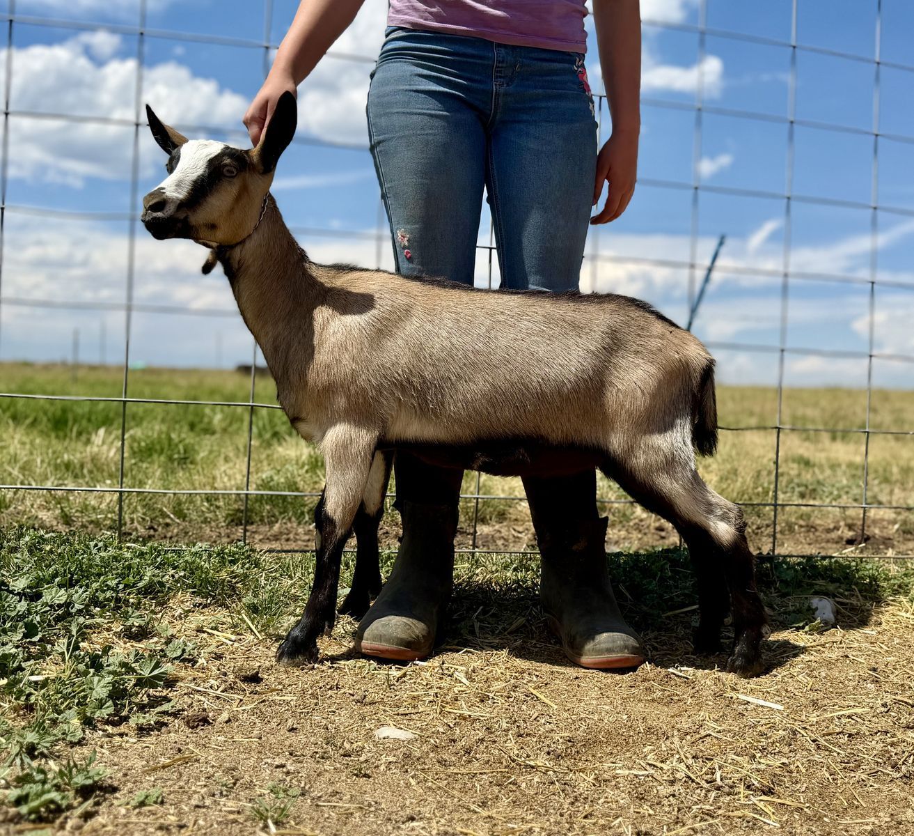 Super Sweet High Quality Alpine Doe Goat ADGA Registered