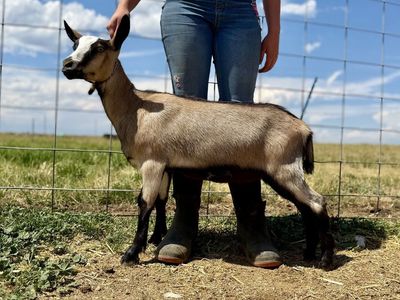 Super Sweet High Quality Alpine Doe Goat ADGA Registered