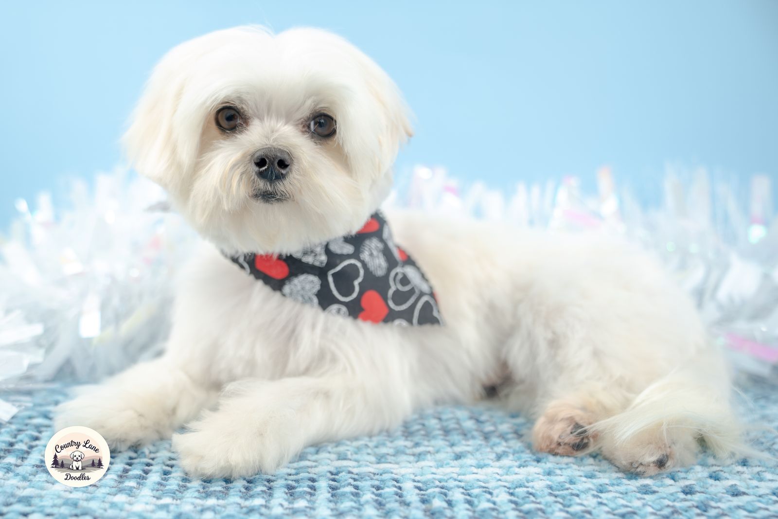 Proven Maltese Stud Service - Koda - Clear Embark DNA