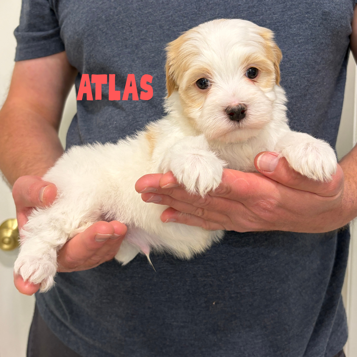 AKC Havanese Purebred No Mix