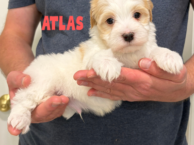 AKC Havanese Purebred No Mix