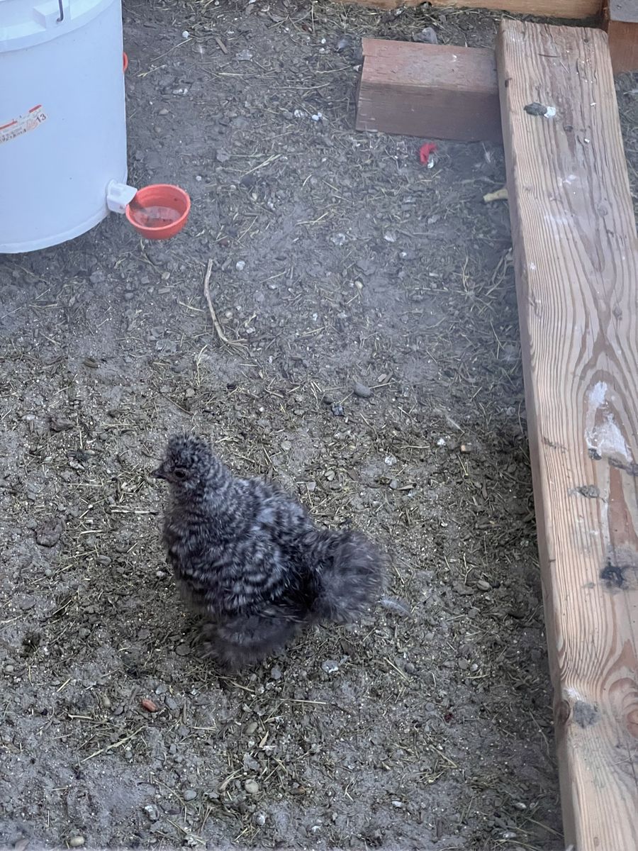 Silkie Rooster cockriel 9 weeks