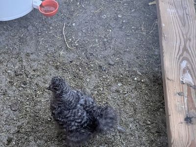 Silkie Rooster cockriel 9 weeks