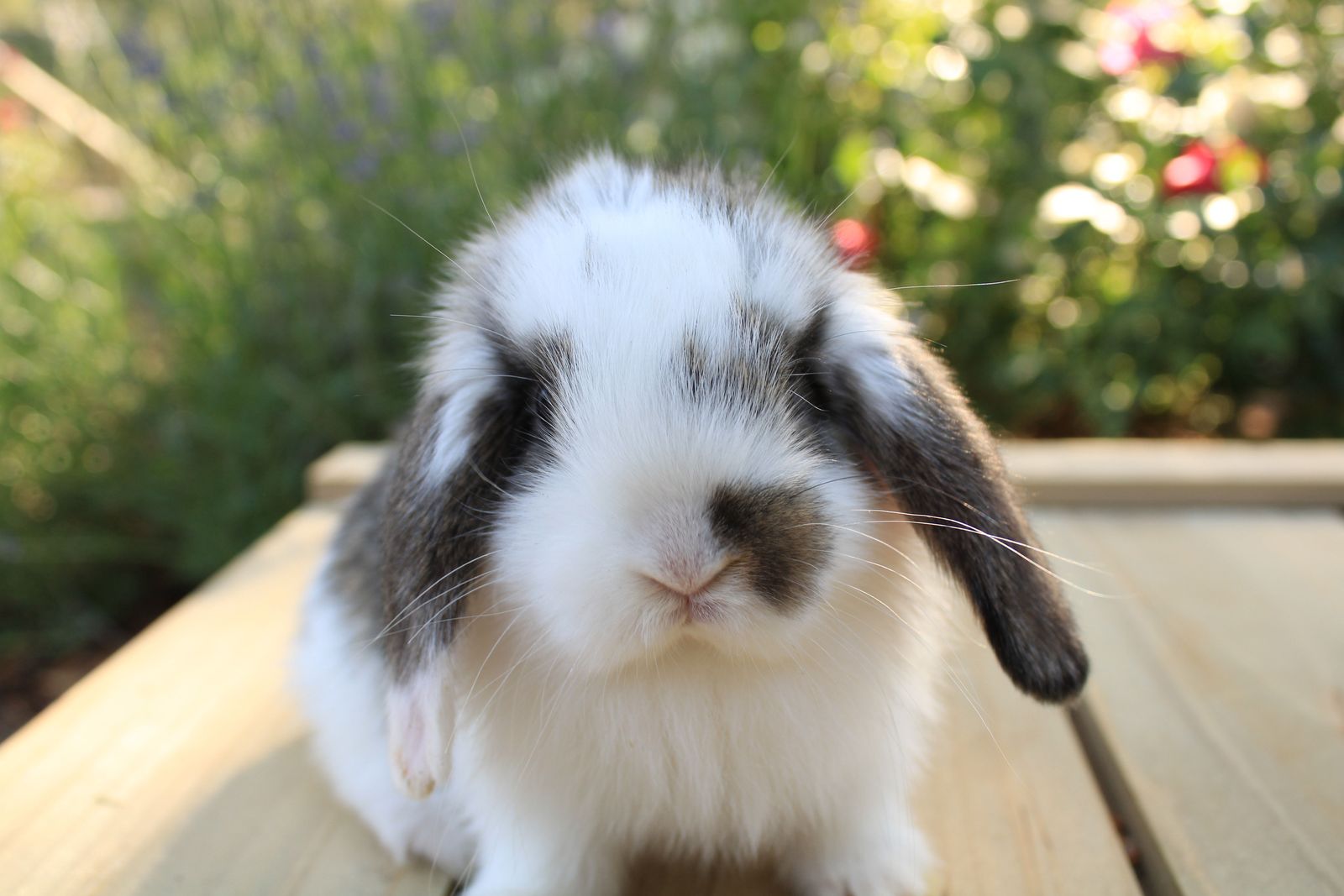 Lucky Lops Rabbitry  pedigreed mini lop rabbits for sale!