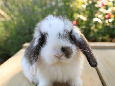 Lucky Lops Rabbitry pedigreed mini lop rabbits for sale!