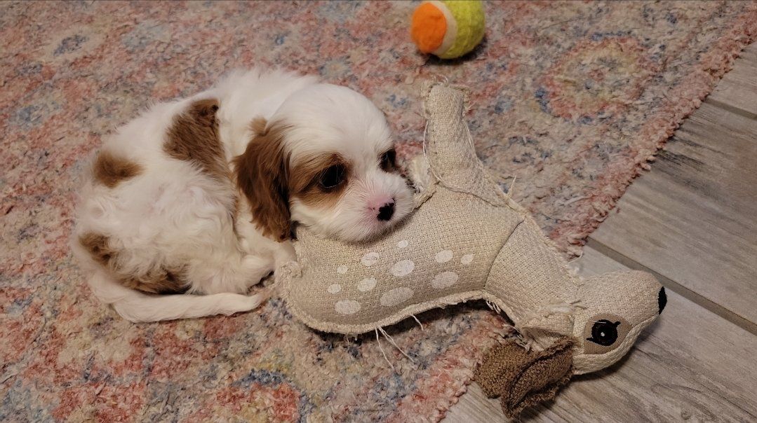 Exceptional Cavapoo Puppies