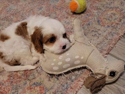 Exceptional Cavapoo Puppies