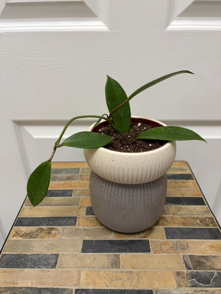 Hoya Splash in 4 self-watering pot