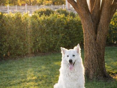 *STUD* AKC long-haired white German Shepherd