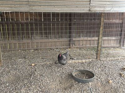 Chickens