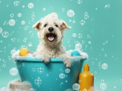 Dog Grooming