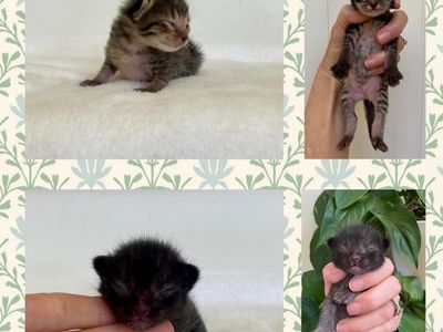 Adorable Kittens