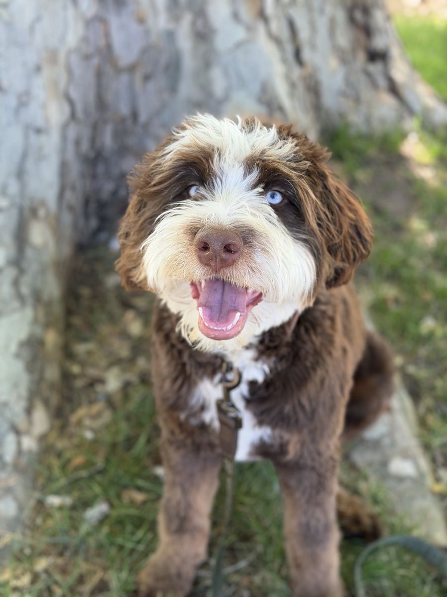 Chocolate Bernedoodle male doodle