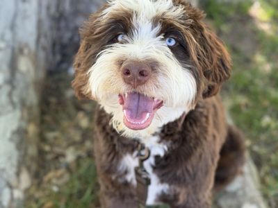 Chocolate Bernedoodle male doodle