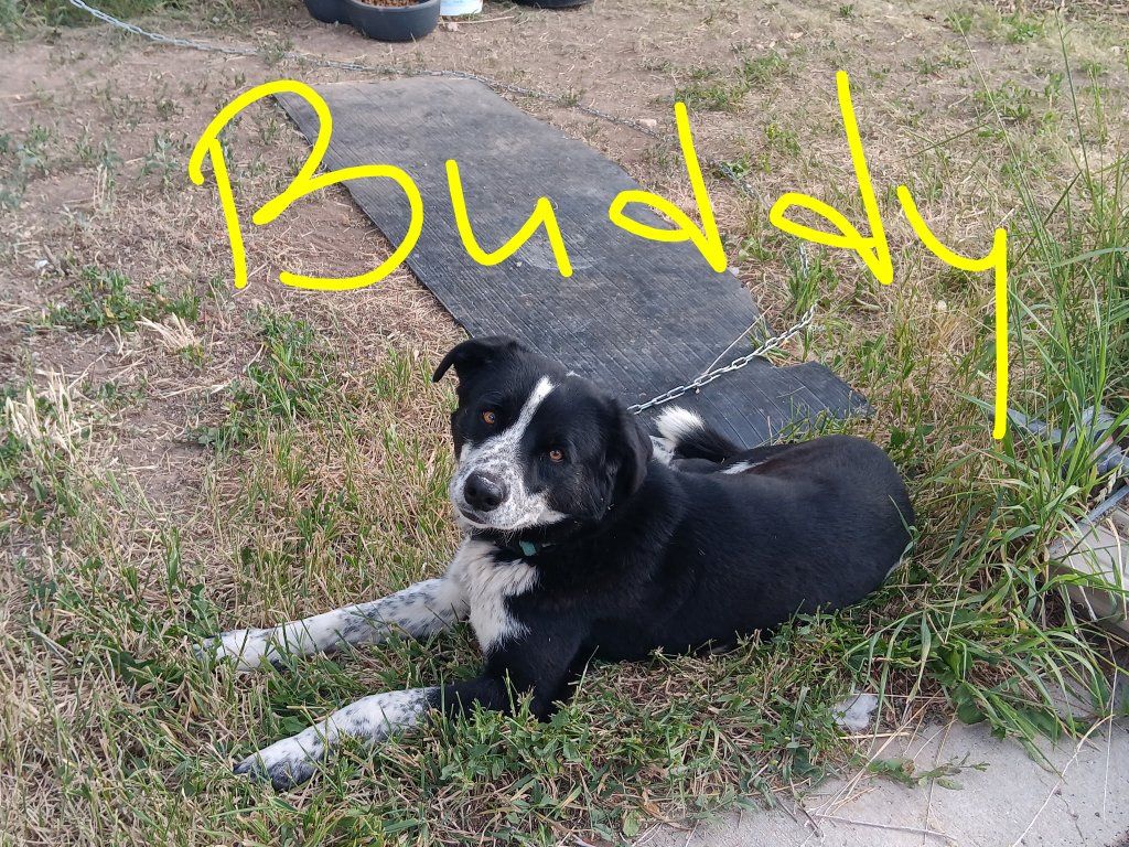 blue healer and borderdoodle/Australian shepherd mix