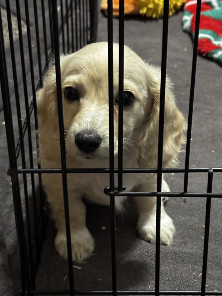 AKC Miniature Dachshund